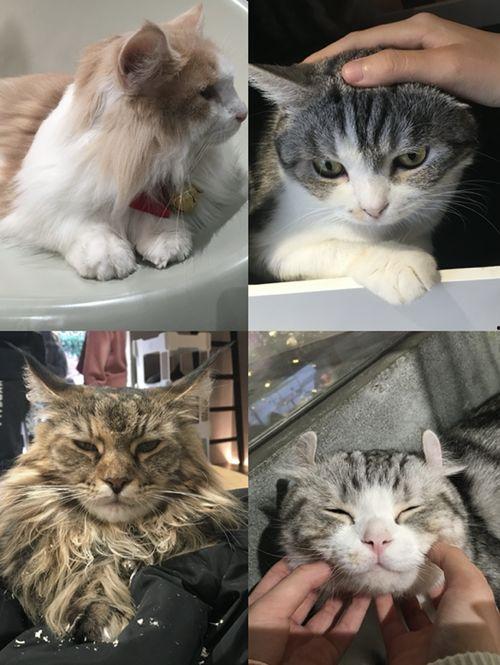 娱乐吃瓜酱猫咖